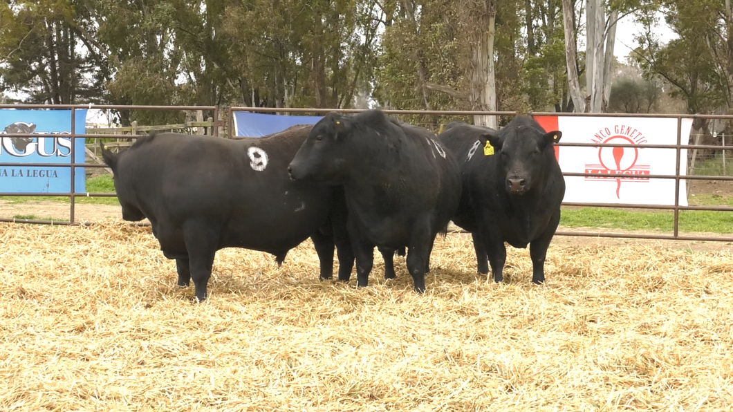 Lote TOROS ANGUS NEGROS PC