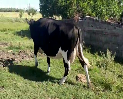 Lote Vacas de Invernada HOLANDO a remate en Pantalla Camy - Febrero 2022 630kg - , San José