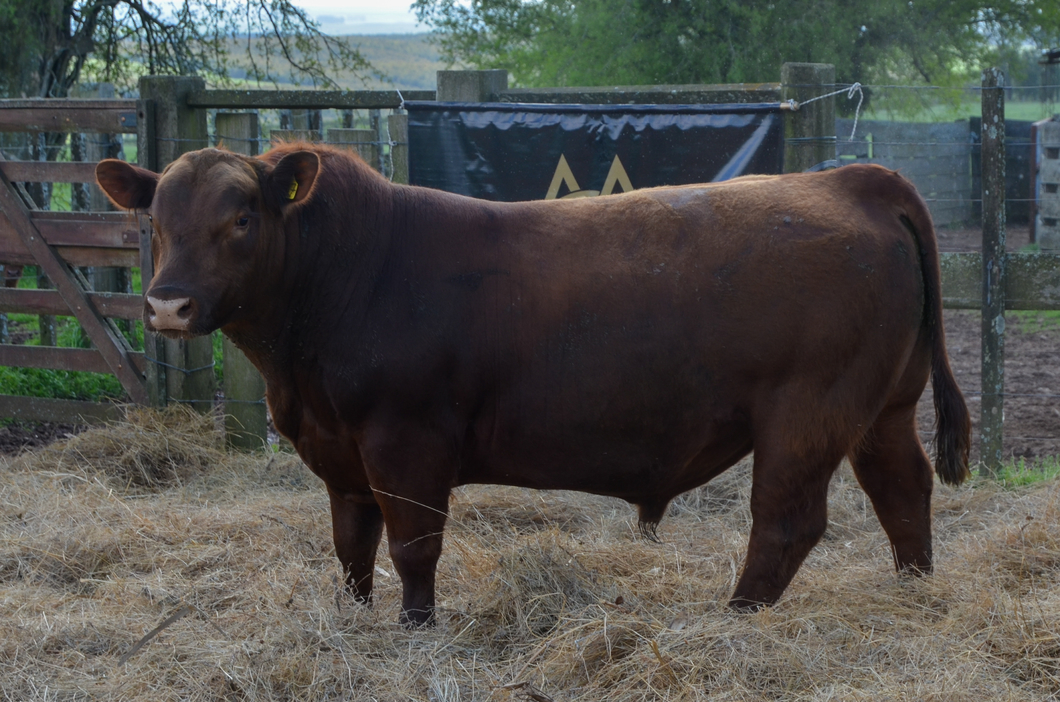 Lote 4 Toros RED a remate en Alianza Angus, Treinta y Tres