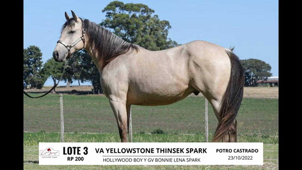 Lote VA YELLOWSTONE THINSEK SPARK