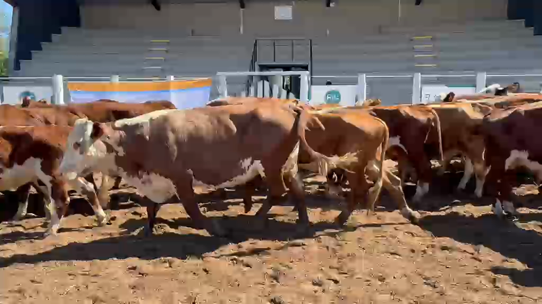 Lote 38 Vacas de invernar en Corrientes, Bella Vista