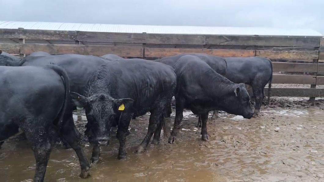 Lote 40 Novillo Gordo en Los Ángeles, VIII Región Biobío