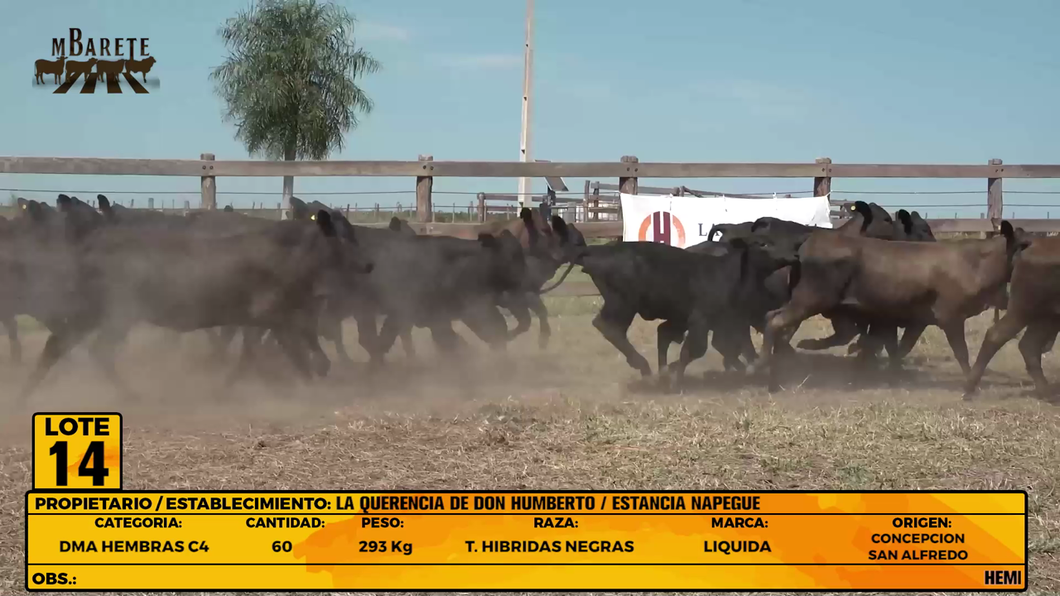 Lote LOTE 14