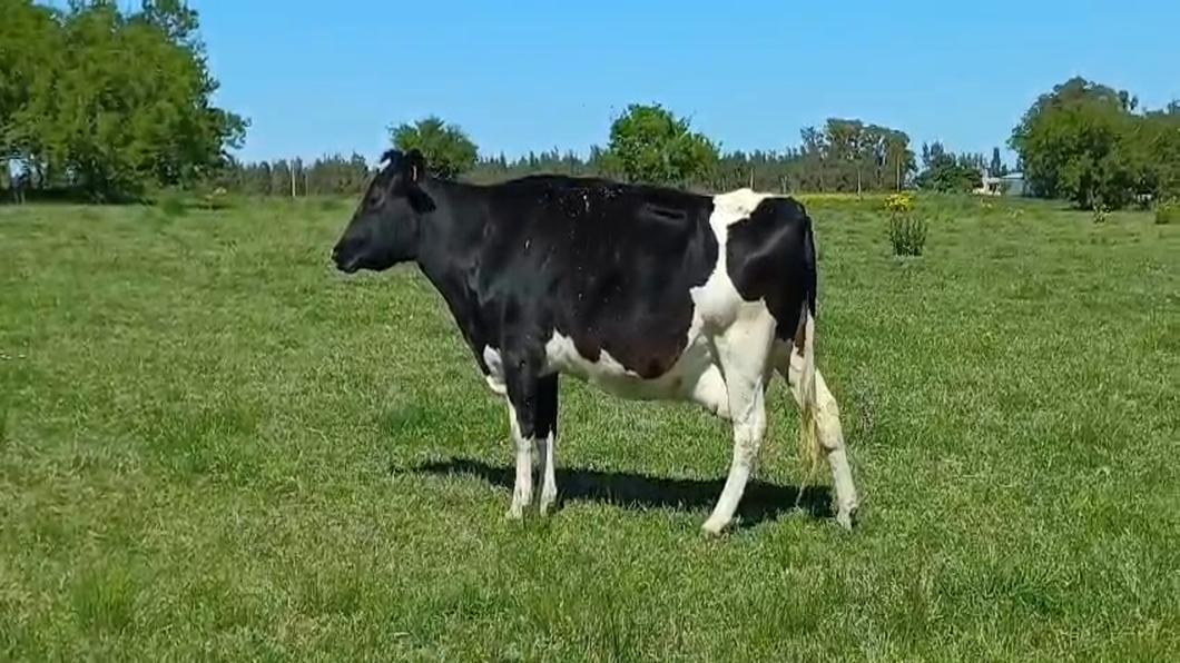 Lote (Vendido)Vaca a remate en #50 Pantalla Carmelo 420kg -  en PARADA SUAREZ