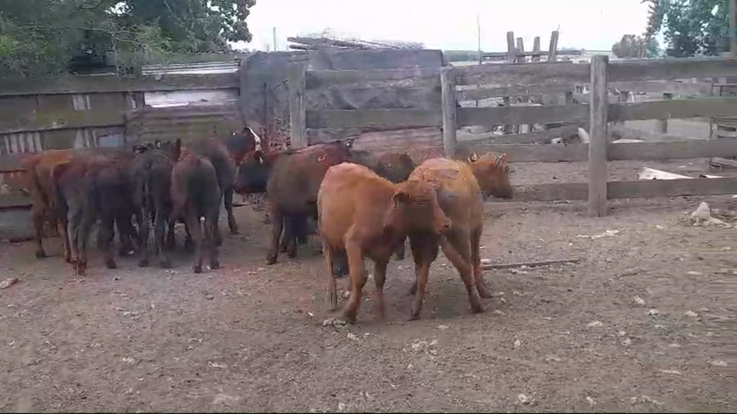 Lote 11 Terneros y Terneras ANGUS a remate en #50 Pantalla Carmelo 175kg -  en COLONIA BELGRANO