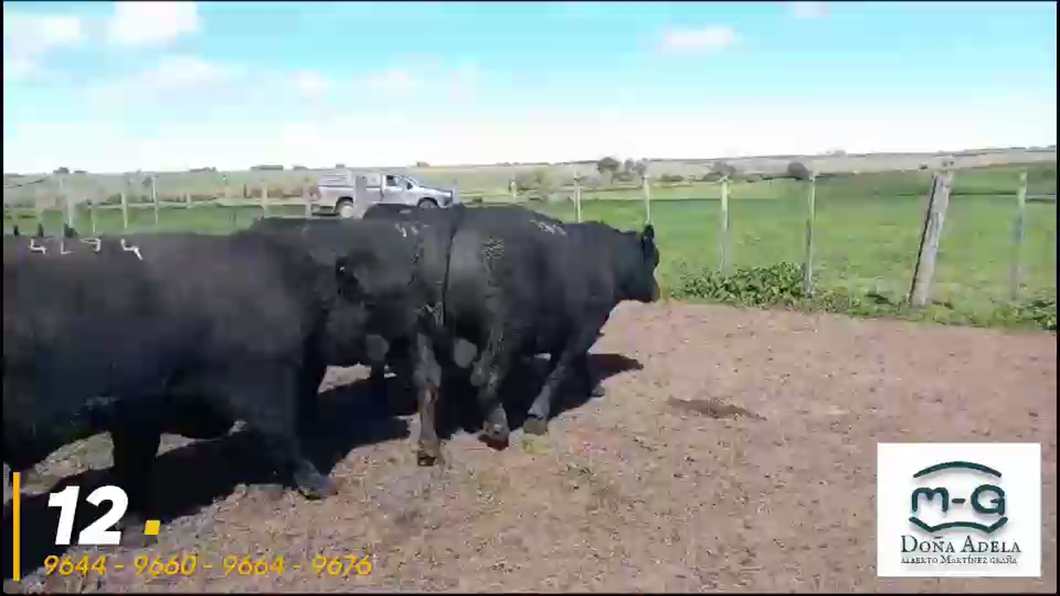 Lote 4 Toros Angus Sa a remate en 3° Remate Doña Adela, Treinta y Tres