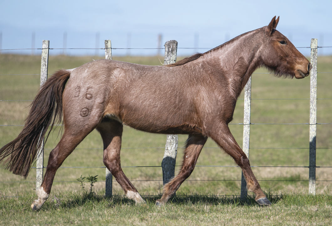 Lote BARCELONA DE VERDES MARES