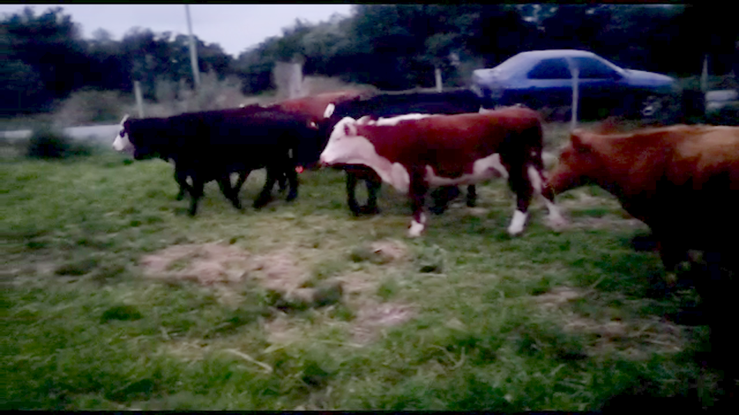 Lote 8 Terneras angus y cruza a remate en 9° Entre Martillos 200 kg -  en Camino Guaycuru