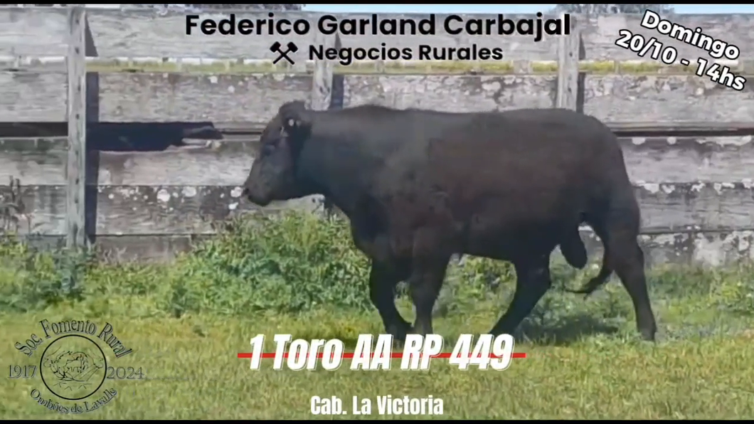 Lote TORO PI ANGUS a remate en Expo Ombues en OMBUES DE LAVALLE