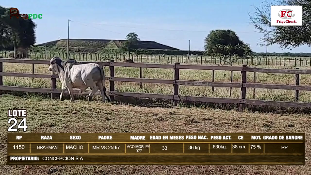 Lote Machos BRAHMAN a remate en Expo Pioneros 24 de Mayo 2024 en Pioneros del Chaco S.A.