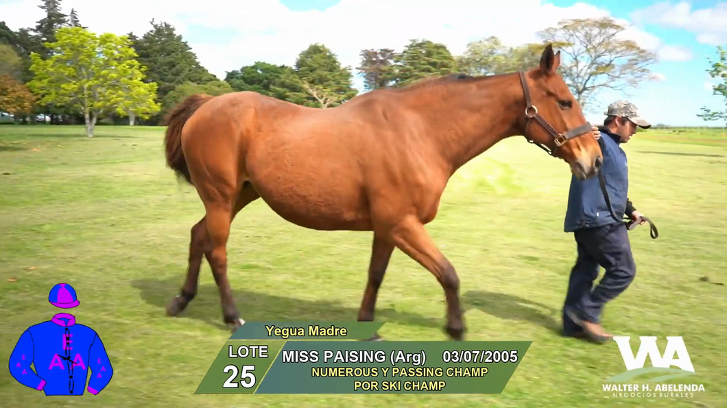 Lote MISS PAISING (Arg)