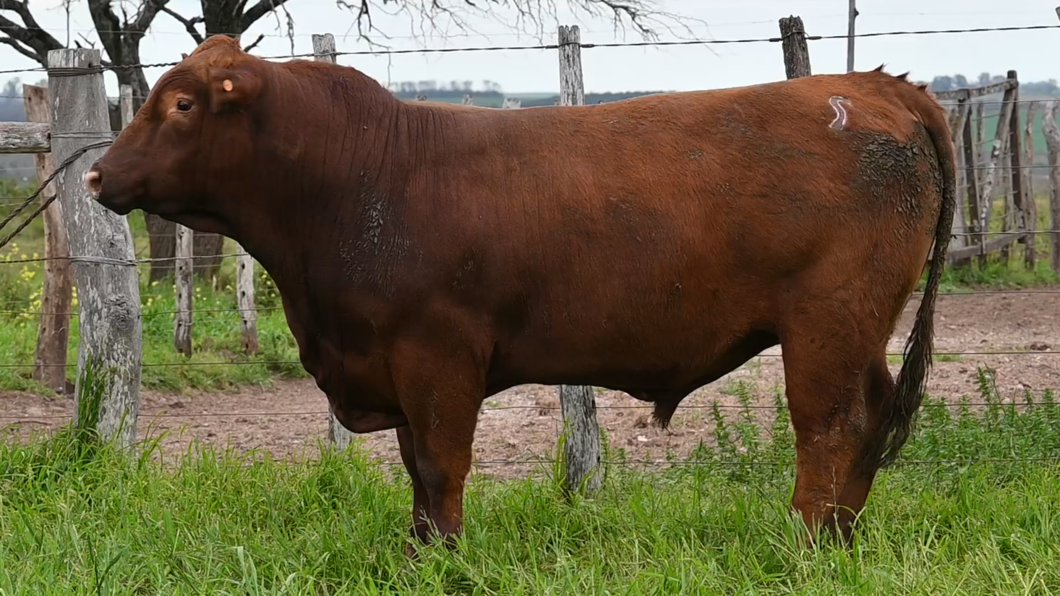 Lote 3 Toros RED ANGUS a remate en Los Novilleros, Montevideo