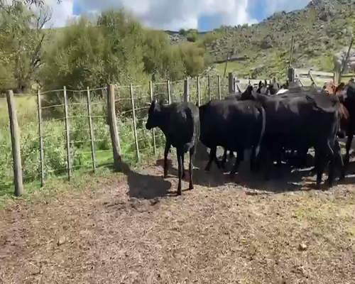 Lote 37 Vacas con garantía de preñez
