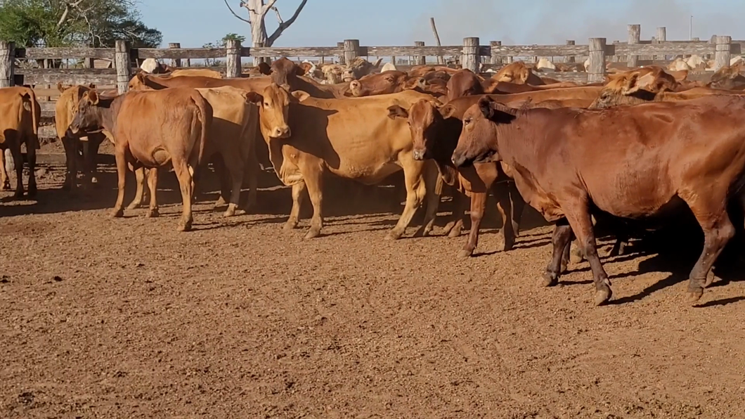 Lote 40 Vacas Preñadas en CORONEL OVIEDO, Caaguazú