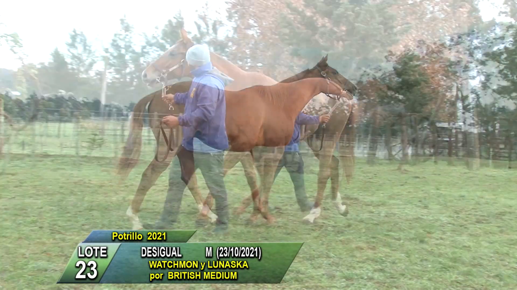 Lote DESIGUAL