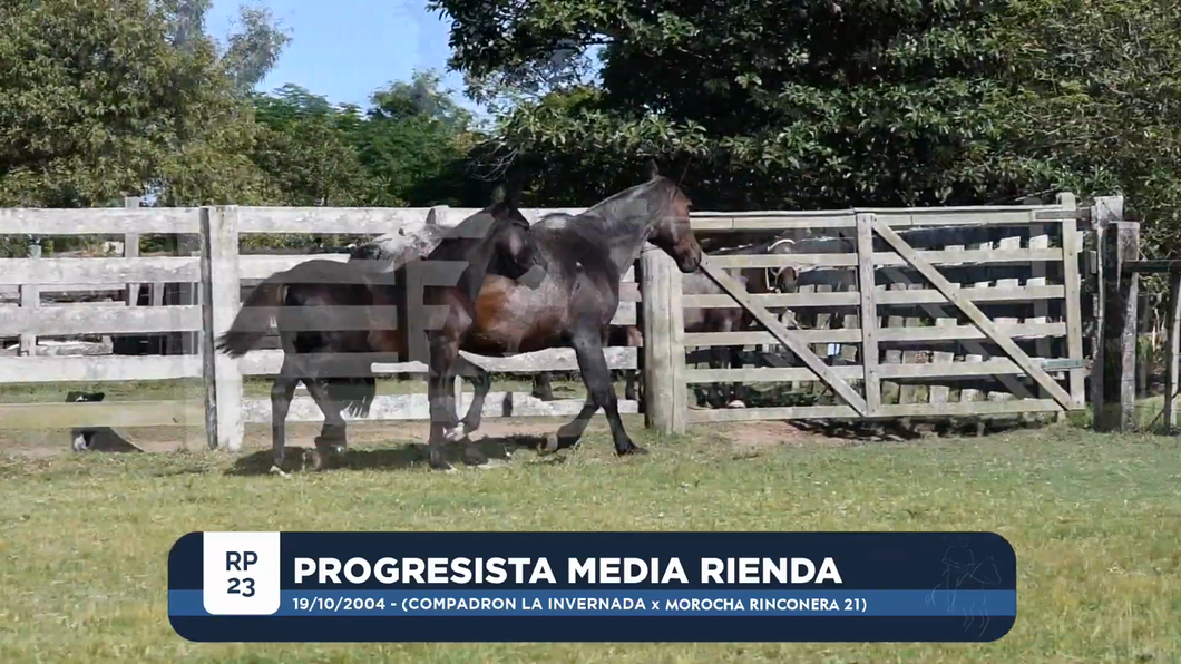 Lote PROGRESISTA MEDIA RIENDA