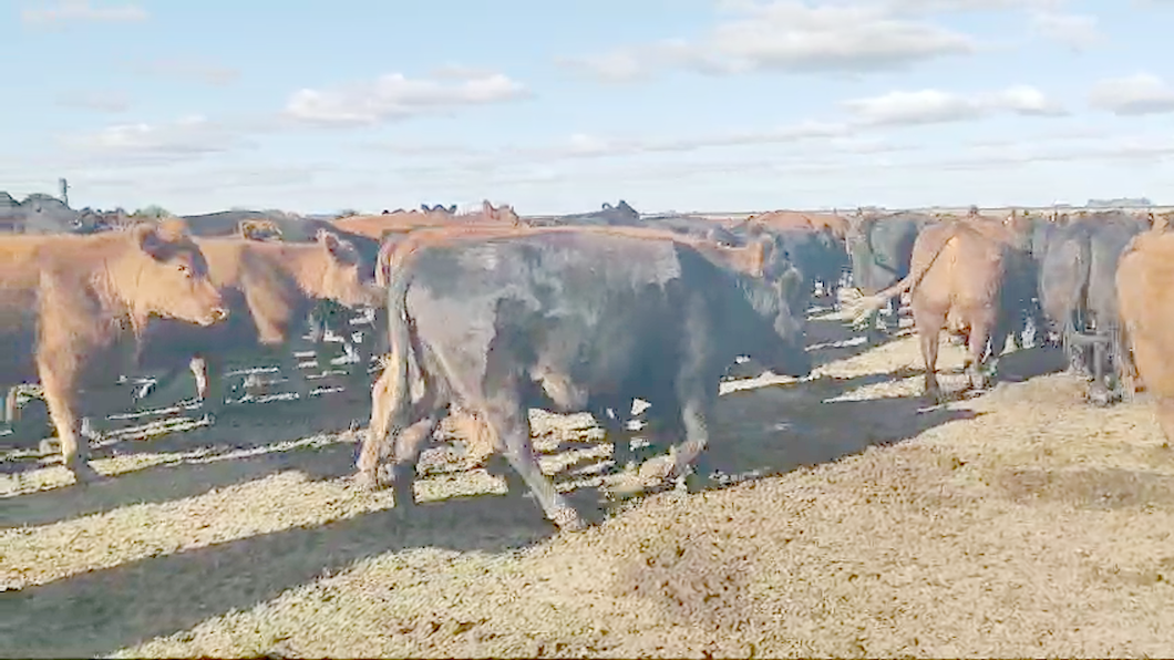 Lote 33 Vacas CUT preñadas en Chascomús, Buenos Aires