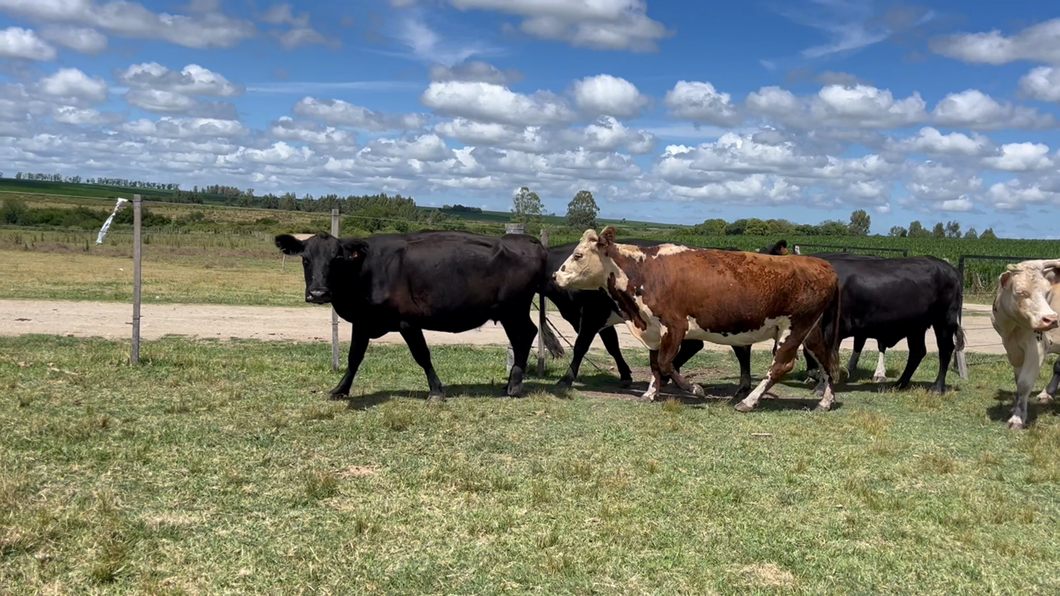 Lote VACA DE INVERNADA