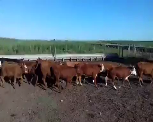 Lote 63 Terneros en Pasaje Las Tunas, Entre Ríos