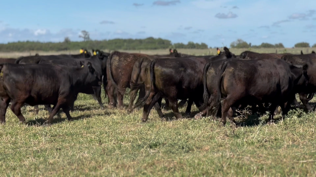 Lote 23 Vacas nuevas Preñadas