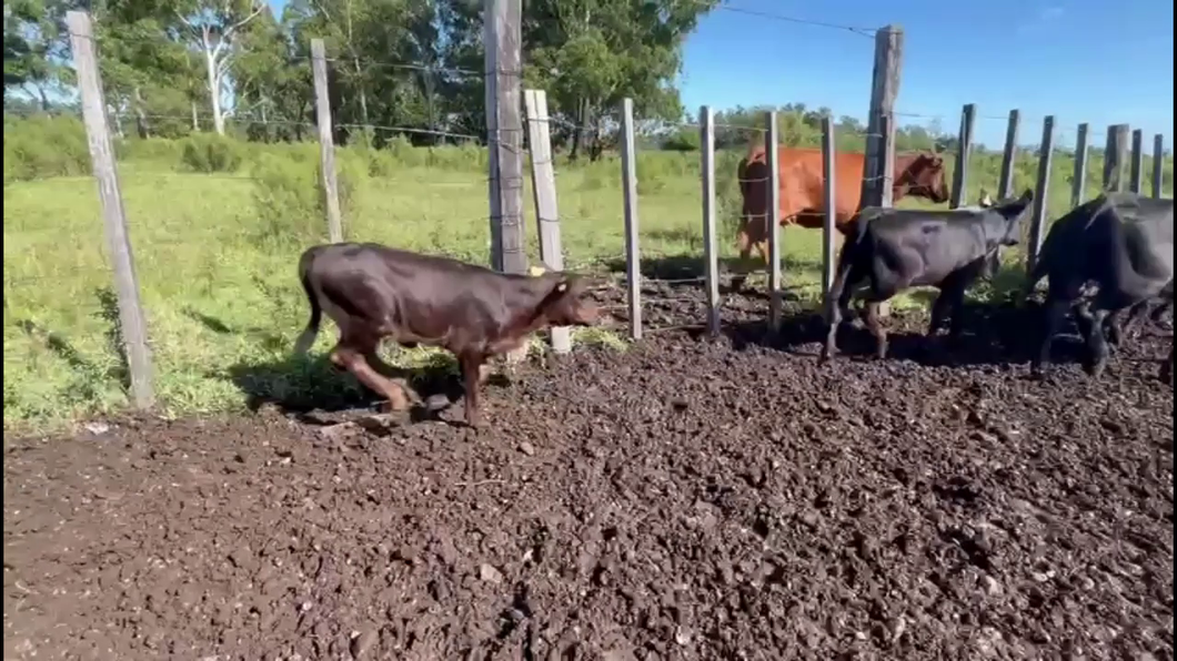 Lote TERNEROS/AS