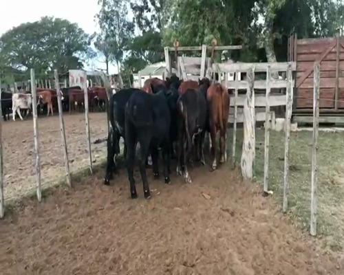 Lote 8 Novillos en Esquina, Corrientes