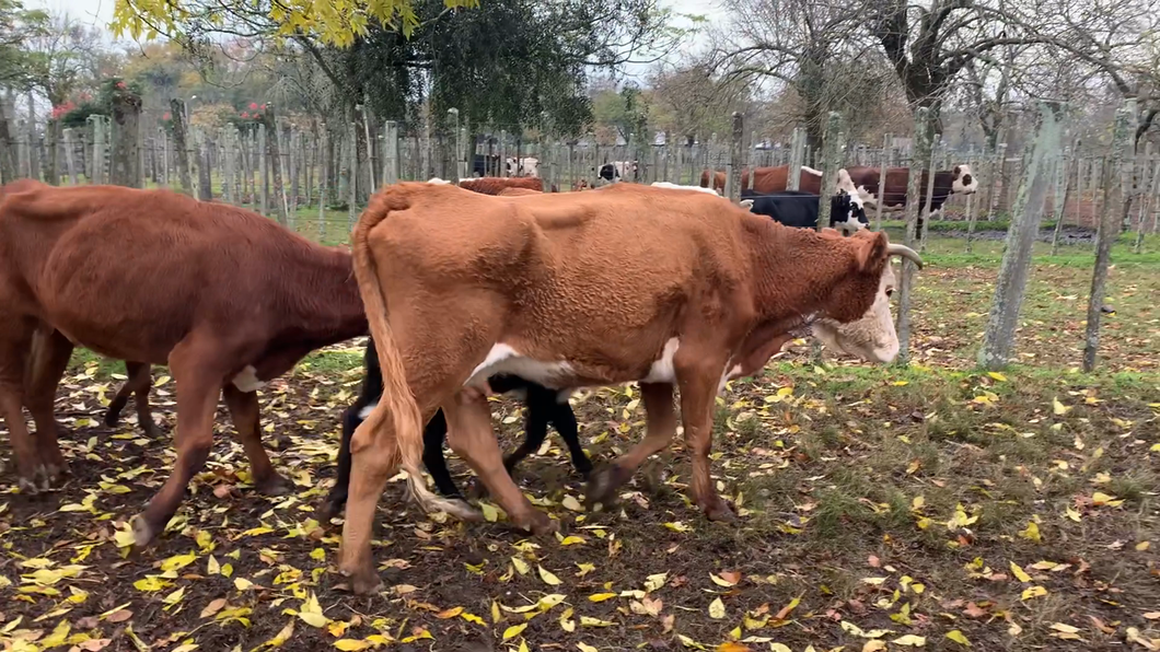 Lote 8 Piezas de cría