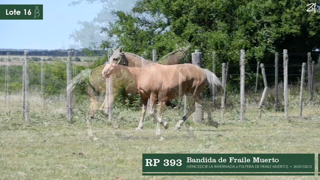 Lote Bandida de Fraile Muerto