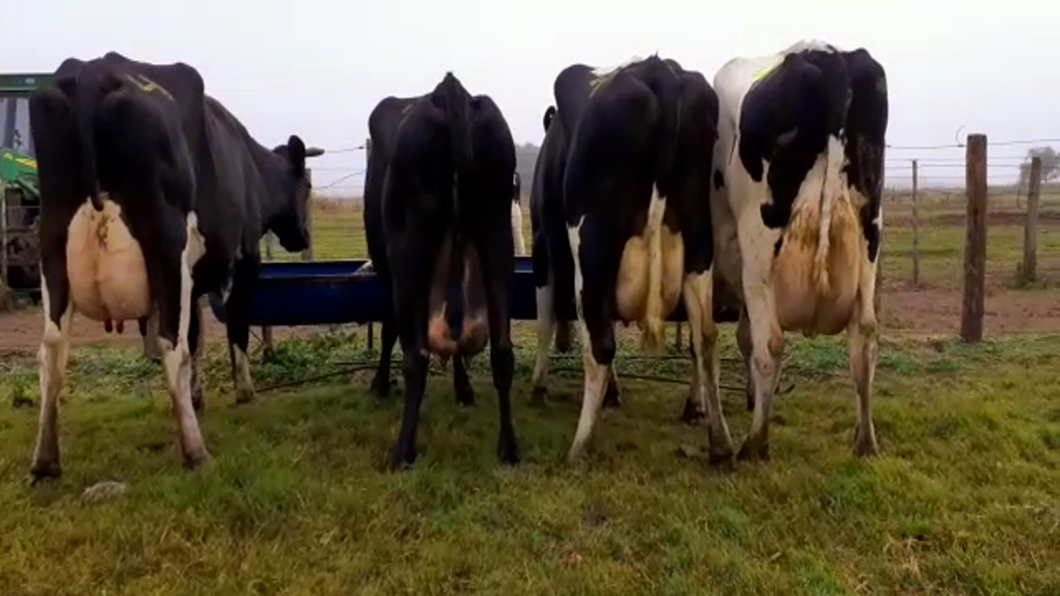 Lote Vacas En Producción - Hornero Chico