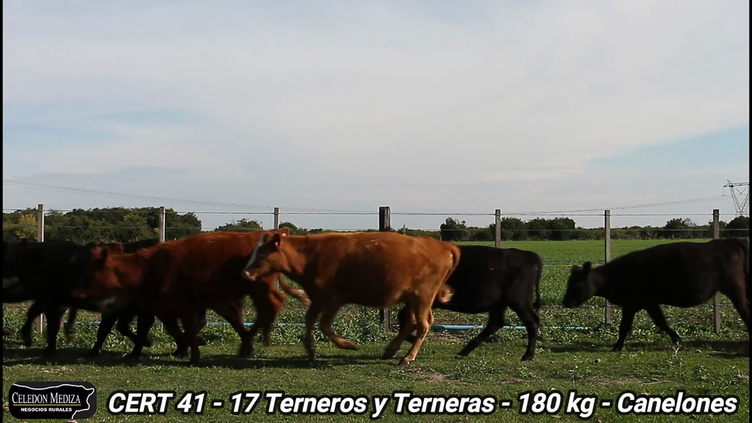 Lote 17 Terneros y Terneras en Canelones