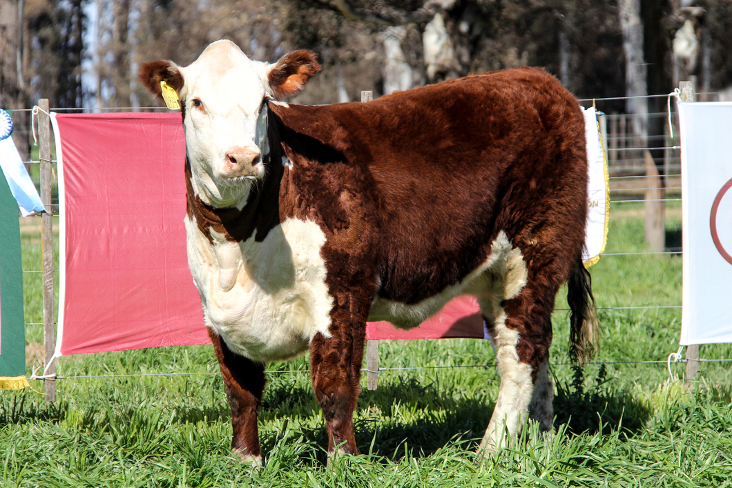 Lote Ternera PP