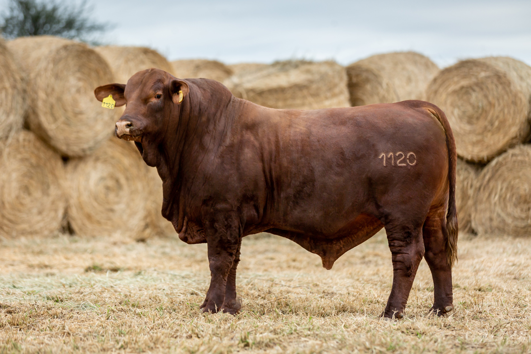 Lote Reproductores Altohondo - Lote 63