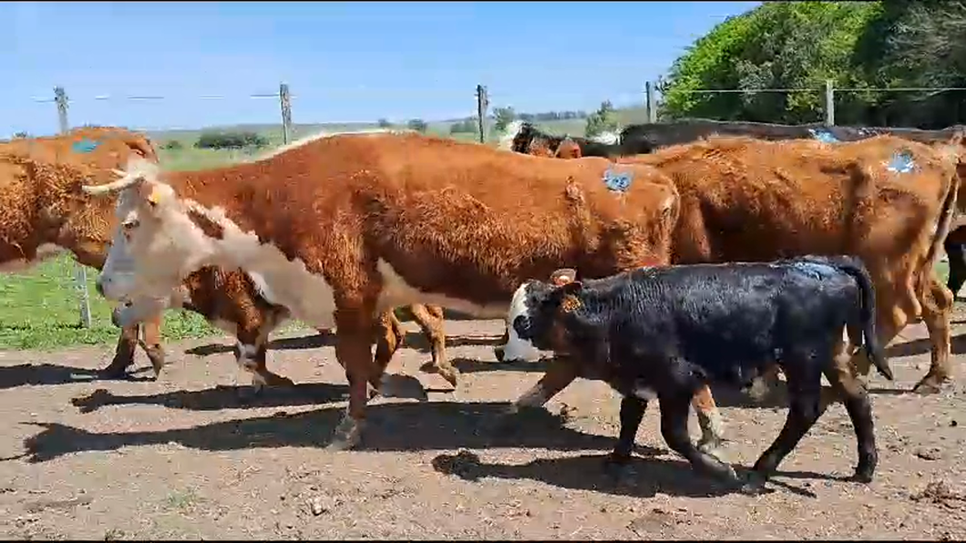 Lote (Vendido)20 Piezas de cría Hereford y Angus a remate en Remate por pantalla de la Exposición de San José en Ruta 23 Km 120