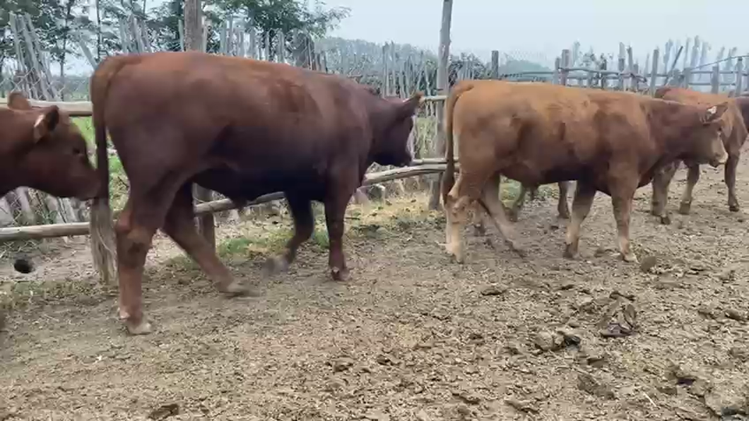 Lote 13 Ternero en Talagante, Región Metropolitana