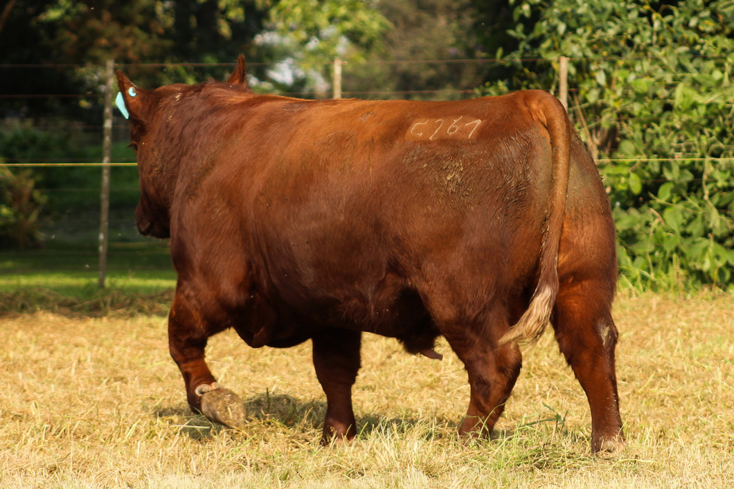 Lote CABAÑA COEMBOTÁ: RP 261