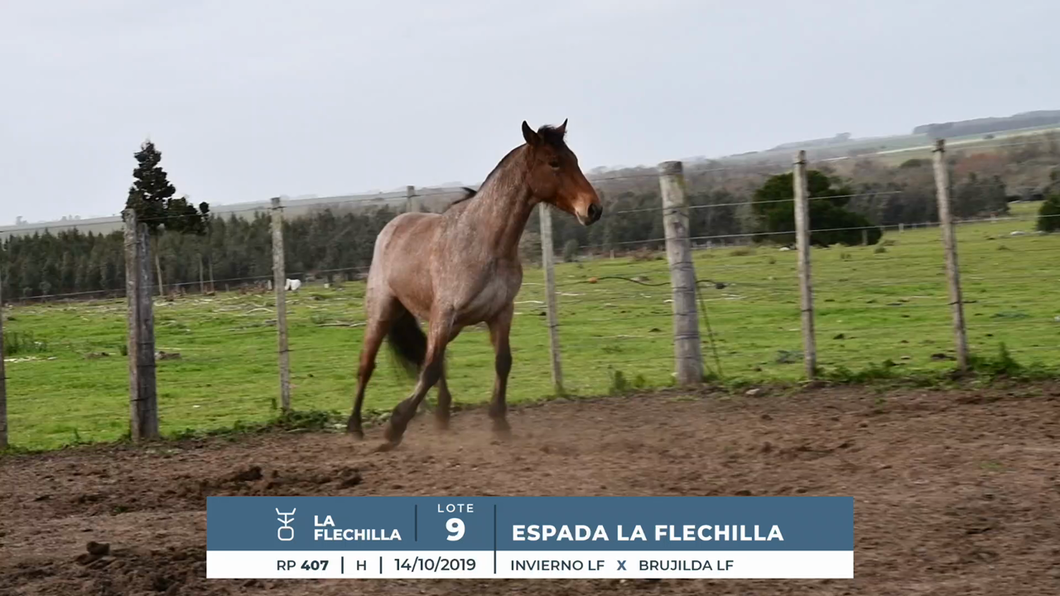 Lote ESPADA LA FLECHILLA