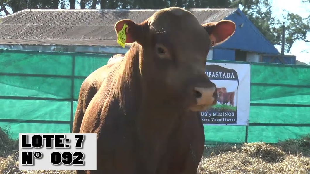 Lote 3 Toros a remate en Toros para Vaquillonas - La Empastada, Durazno