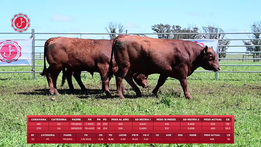 Lote 3 Toros a remate en 8º Remate Anual - Estancia Romanza, Tacuarembó