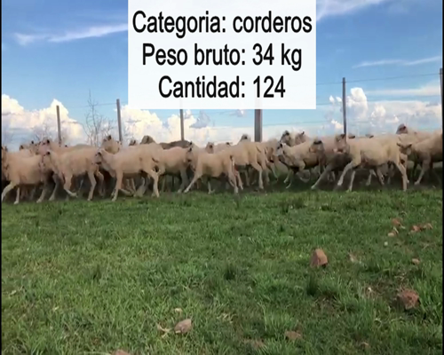 Lote 124 Corderos en Artigas