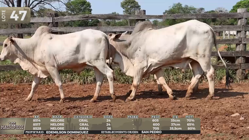 Lote LOTE 47