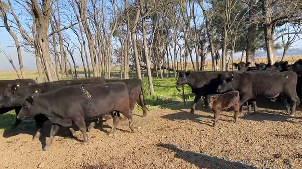 Lote 38 Vacas nuevas C/ cria en San Vicente, Buenos Aires