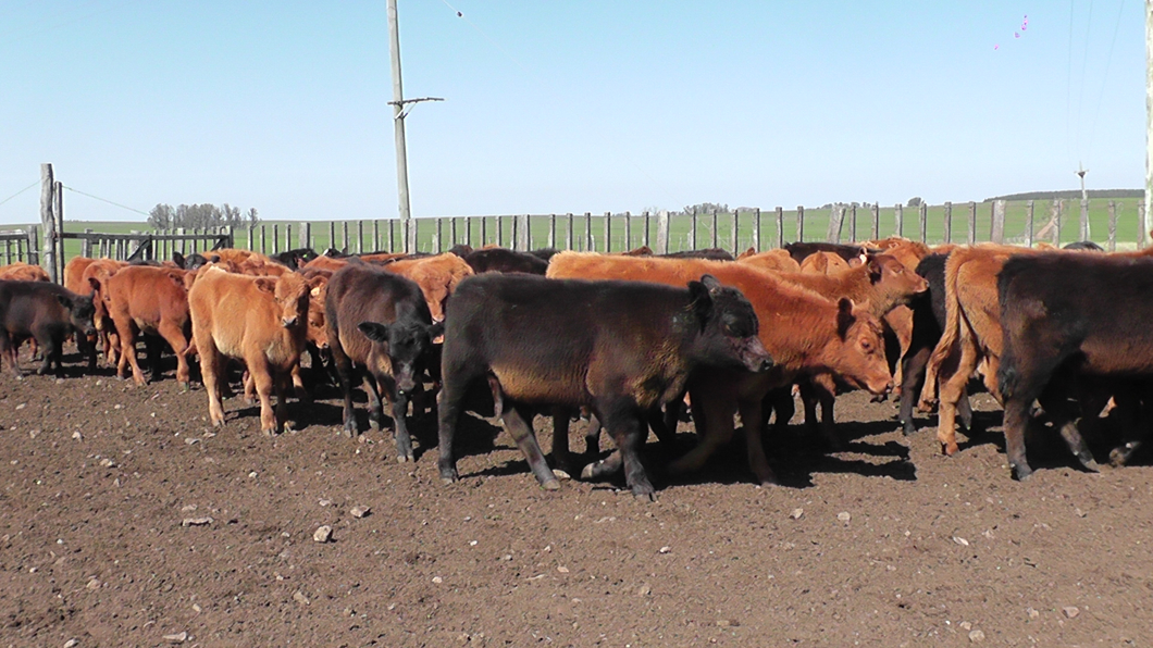 Lote 80 Terneros Angus, Red Angus y Cruzas