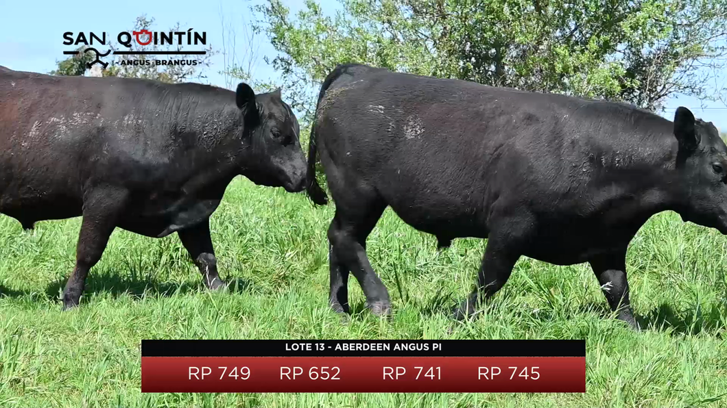 Lote LOTE 13 - ABERDEEN ANGUS PI