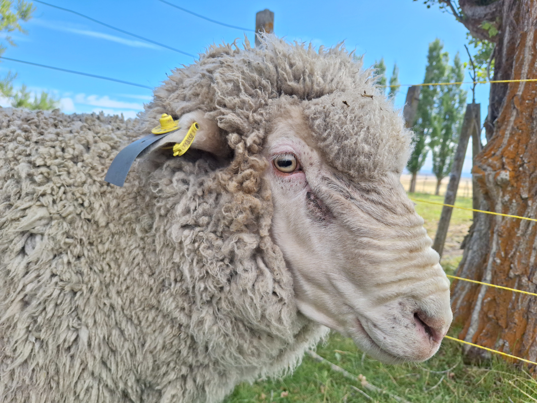 Lote Carnero TOP A, 21-1340