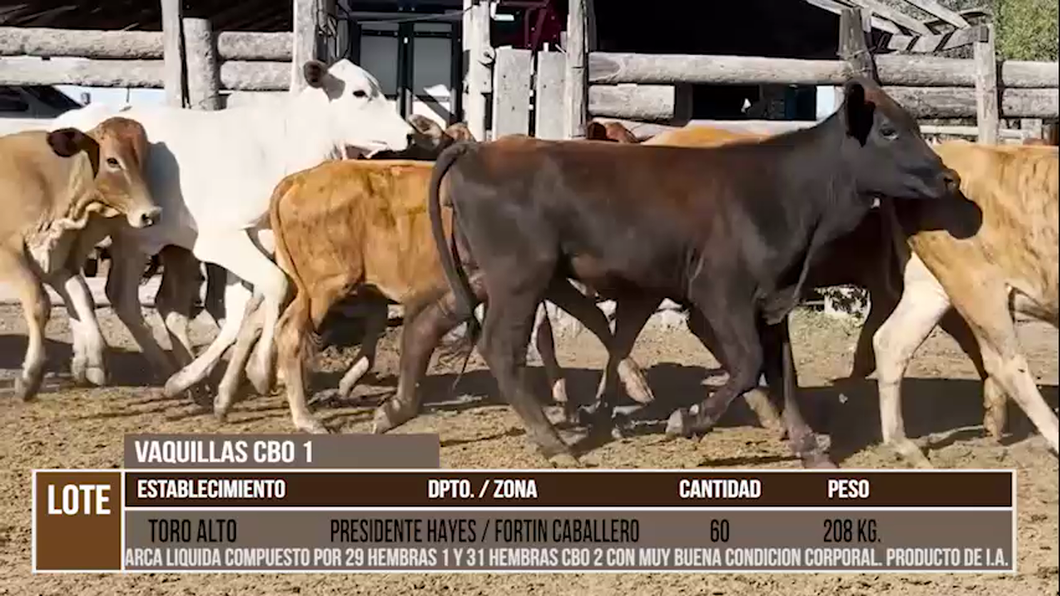 Lote LOTE 5 - 60 DESMAMANTES HEMBRAS CBO 2 - 1