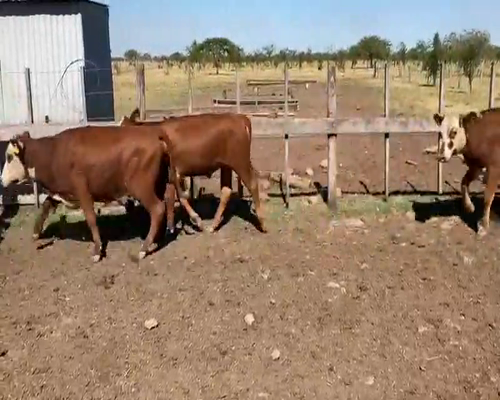 Lote 70 Terneros/as en Mercedes, Corrientes