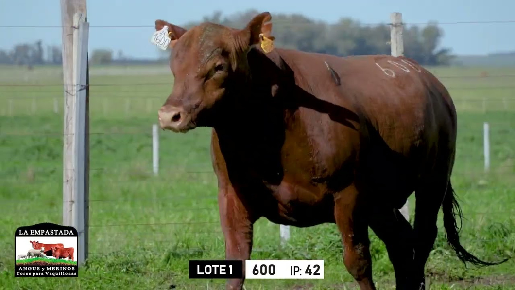 Lote Toros a remate en Toros para Vaquillonas - La Empastada, Durazno