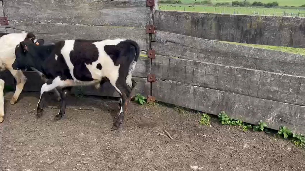 Lote 5 Terneros Holando a remate en Aniversario 115 Años - Camy 90kg -  en Ruta 3 Km 114