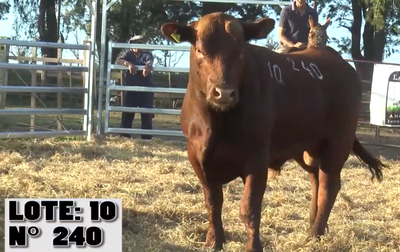 Lote 2 Toros a remate en La Empastada, Salto