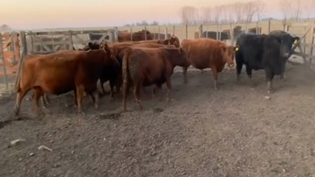 Lote 9 Vacas medio uso en Chivilcoy, Buenos Aires